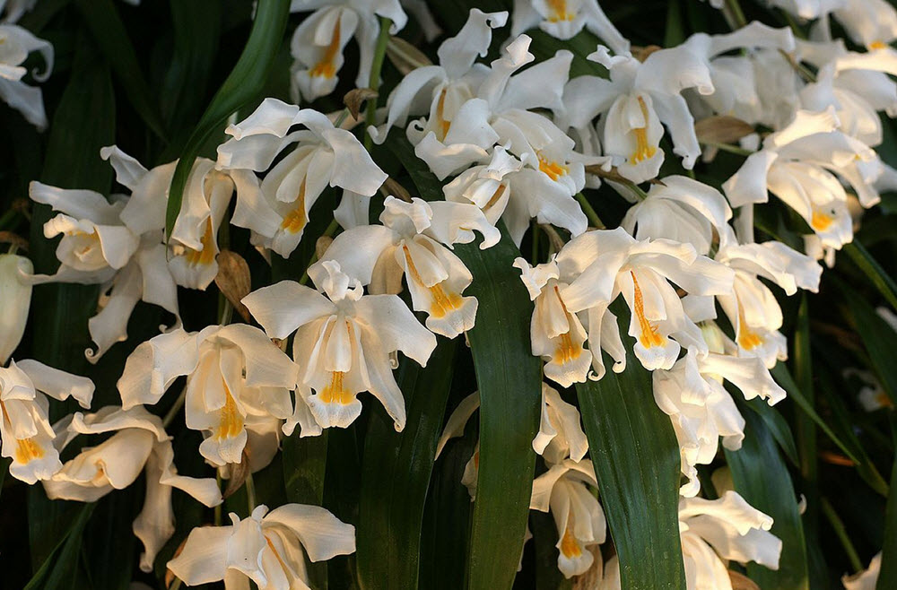 Coelogyne orchids